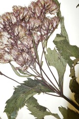 Eutrochium maculatum maculatum