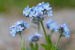 Myosotis alpestris