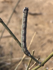 Phaselia deliciosaria