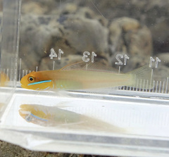 Valenciennea strigata