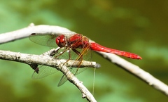 Sympetrum gilvum