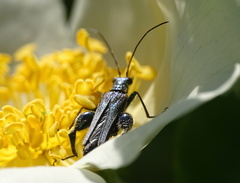 Oedemera nobilis