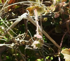 Veronica hederifolia-sublobata-triloba