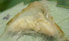 Tetragnatha elongata