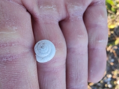 Xeropicta derbentina