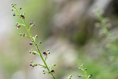 Scrophularia canina