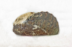 Thereus cithonius