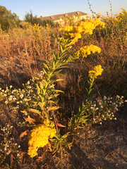 Solidago sempervirens