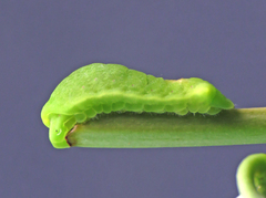 Thereus cithonius