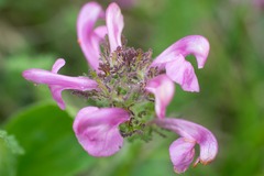Pedicularis gyroflexa