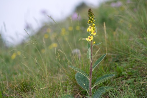 Lanate mullein (Verbascum lanatum)