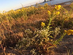 Solidago sempervirens