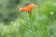 Lilium bulbiferum