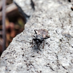 Eremocoris fenestratus