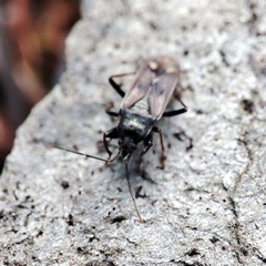 Eremocoris fenestratus