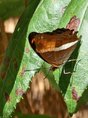 Adelpha cocala