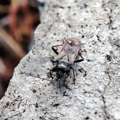 Eremocoris fenestratus