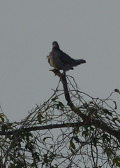 Patagioenas corensis