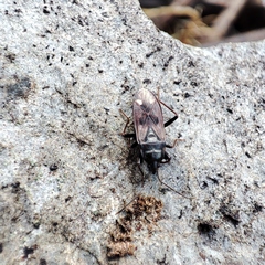 Eremocoris fenestratus