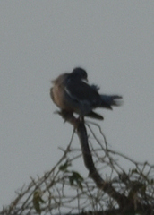 Patagioenas corensis
