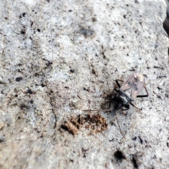 Eremocoris fenestratus