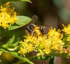 Andrena robervalensis