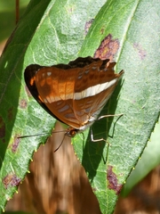 Adelpha cocala