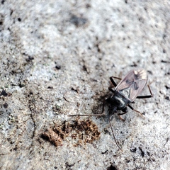 Eremocoris fenestratus