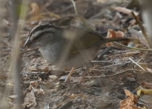 Tocuyo Sparrow (Arremonops tocuyensis), photo 10