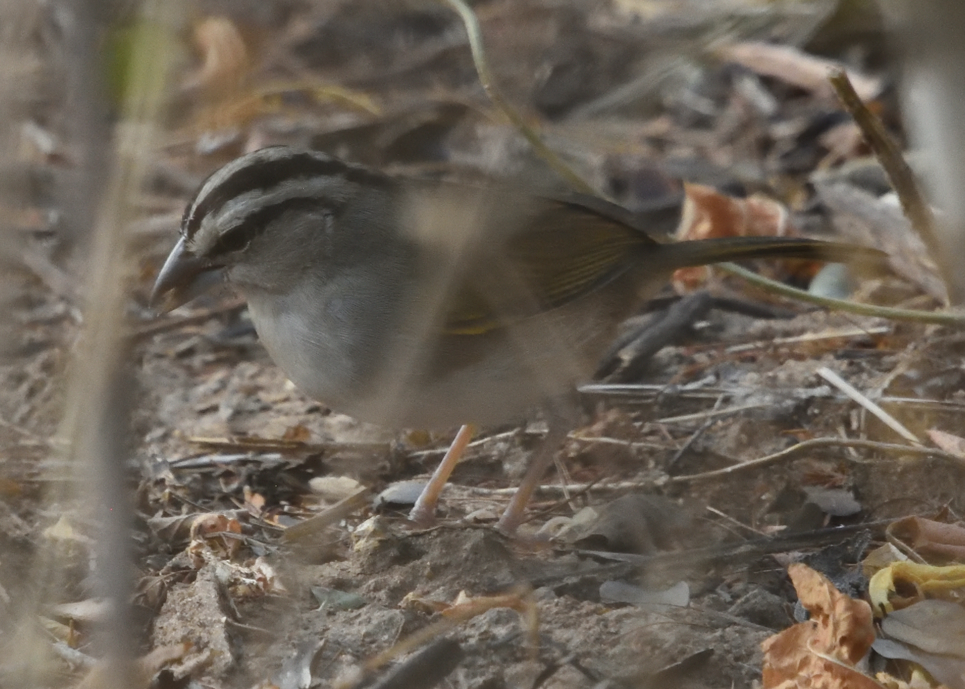 Tocuyo Sparrow (Arremonops tocuyensis), photo 8