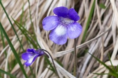 Pinguicula leptoceras