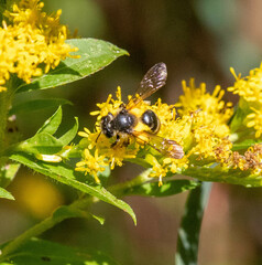 Andrena robervalensis