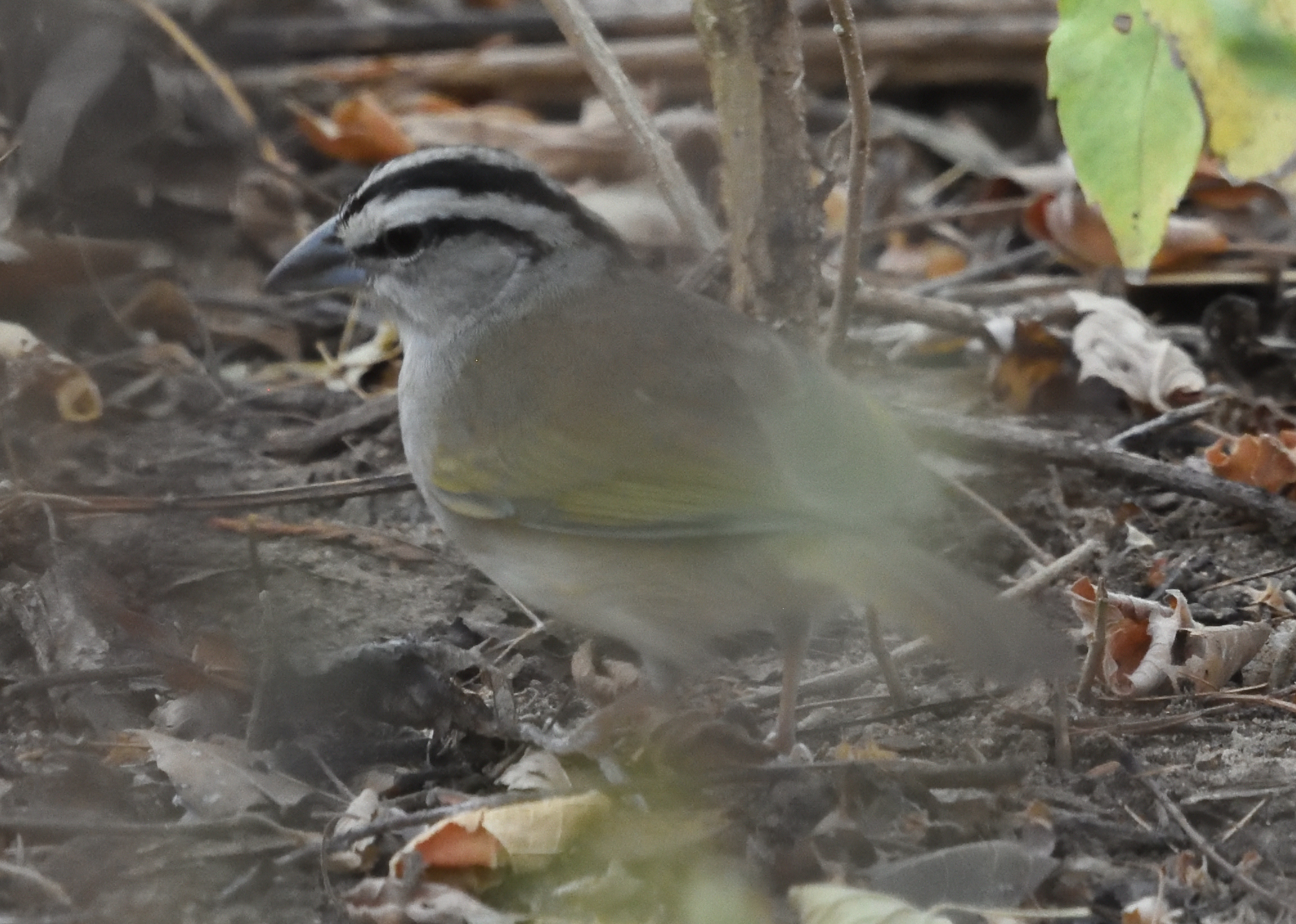 Tocuyo Sparrow (Arremonops tocuyensis), photo 5