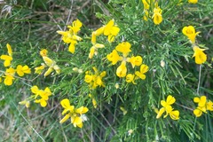Genista radiata