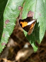 Adelpha cocala