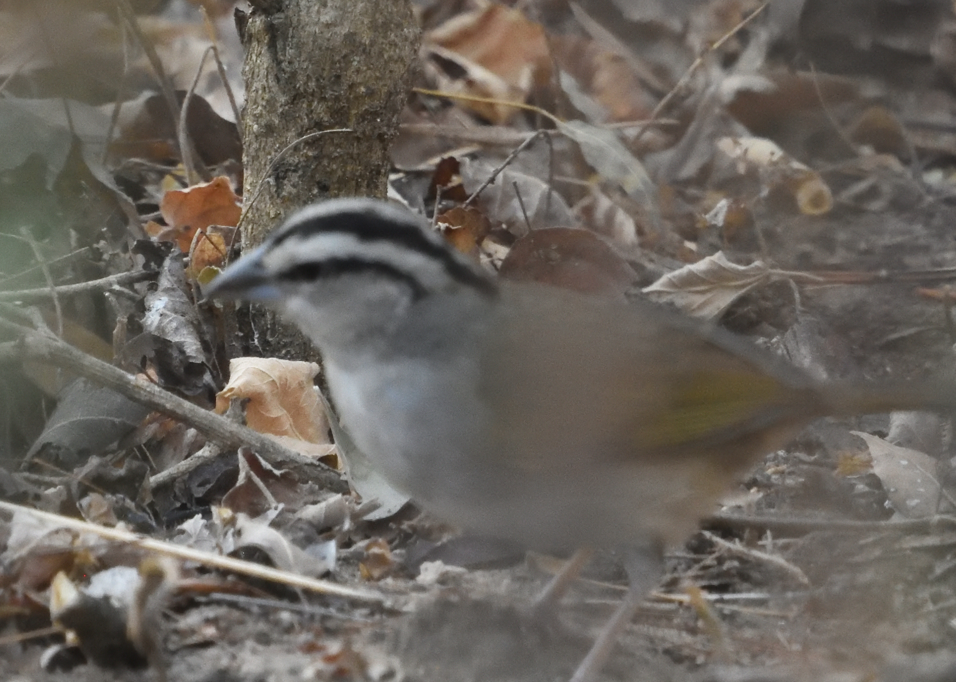 Tocuyo Sparrow (Arremonops tocuyensis), photo 6