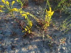 Solidago sempervirens