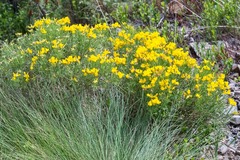 Genista radiata