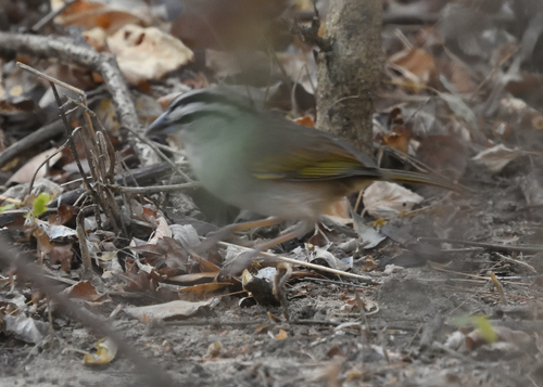 Tocuyo Sparrow (Arremonops tocuyensis), photo 9