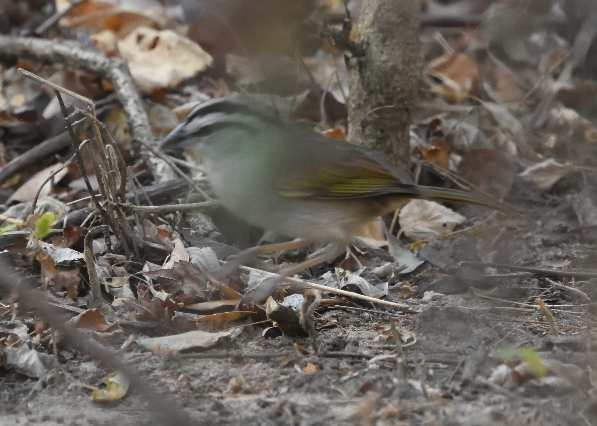 Tocuyo Sparrow (Arremonops tocuyensis), photo 7