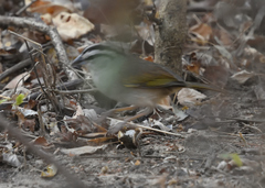 Arremonops tocuyensis