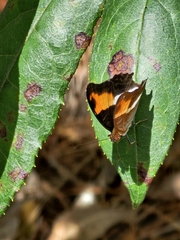 Adelpha cocala
