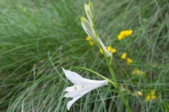 Paradisea liliastrum