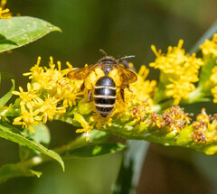 Andrena robervalensis