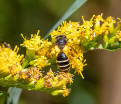 Andrena robervalensis