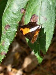 Adelpha cocala