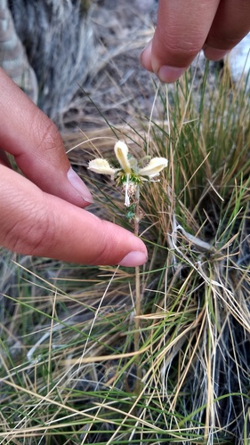 Blumenbachia dissecta (Blumenbachia dissecta)