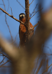 Picumnus cinnamomeus