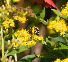 Andrena robervalensis