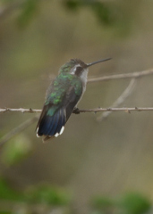 Chlorostilbon gibsoni